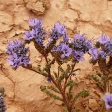 Image result for Hippocratea crenata