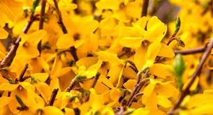 Forsythia is of flowering plants in the family oleaceae (olive family). Forsythia Bush Care Growing Pruning Tips Horticulture