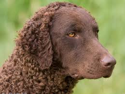 Smooth coated retrievers can come in all colors of the rainbow. Willkommen Bei Infinity Curls Curly Coated Retriever Zucht Infinity Curls Curly Coated Retriever Zucht
