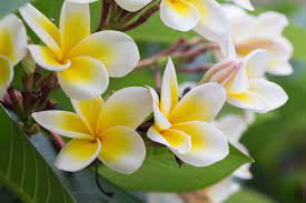 The Plumeria Flower Floraqueen