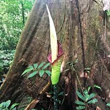 Image result for Amorphophallus impressus