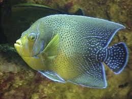 Selecting And Caring For Saltwater Angelfish