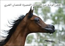 مميزات الحصان العربي الاصيل - مجتمع الاطباء البيطريين