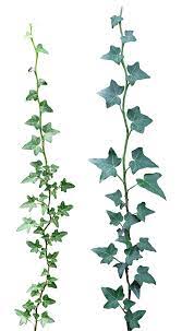 Ivy 03 Png By Gd08 On Deviantart Plant Drawing Vine Drawing Plants