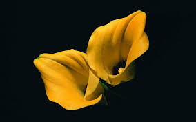 Thousands of new images every day completely free to use.find the greates flower wallpapers on pexels which are free to download and use as background images on your mac computer, macbook and windows computer. Lilies Yellow Flowers Flowers Black Background Wallpapers Hd Desktop And Mobile Backgro Yellow Flowers Black Background Wallpaper Flowers Black Background
