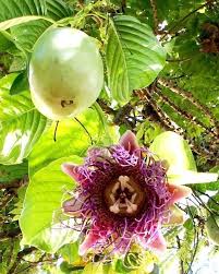Image result for Passiflora quadrangularis