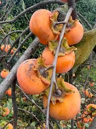 Image result for Diospyros mafiensis