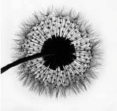 Dandelion Dandelion Xray Flower Xray Art