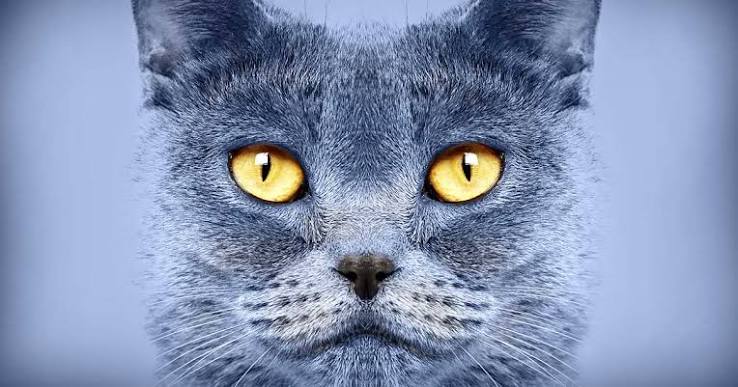 20/20 Vision: Why Do Cats' Eyes Glow in the Dark?