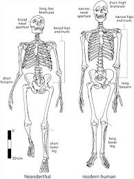 Did Neanderthals Evolve to Live in Cold Climates? - Timothy S. Y. Lam  Museum of Anthropology