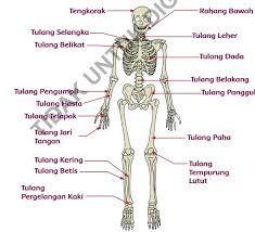 Check spelling or type a new query. Rangkuman Tematik Kelas 5 Tema 1 Subtema 2 Organ Gerak Gewan Dan Manusia Kumpulan Soal Tematik Sd