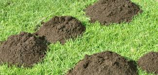 Derart aufwendige methoden sind im normalen hausgarten nicht praktikabel. Maulwurf Im Garten 22 Einfache Tipps Zur Maulwurfbekampfung