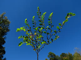 Image result for Phyllanthus inflatus