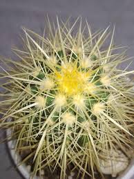 No san pedro id requests, too often they result in poaching or stealing of cacti. Ask A Question Forum Golden Barrel Cactus White Spots And Discoloration Garden Org