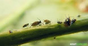 Mooie Kleine Tuinpotager 8211 Beste Interieurideeen 8211 Eenvoudig Interieur E 8230 8230 In 2020 Guerrilla Gardening Garden Pests Urban Garden