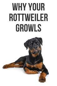 Why Does My Rottweiler Growl Rottweiler Rottweiler Facts Rottweiler Puppies