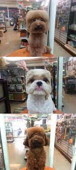 We did not find results for: Square Faced Dogs Are Now A Thing In Taiwan Dog Hair Dog Groomers Dogs