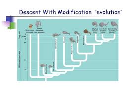 Descent with modification is simply passing traits from parent to offspring, and this concept is one of the fundamental ideas behind charles darwin's theory of evolution. Chapter 22 Descent With Modification A Darwinian View Of Life Ppt Video Online Download