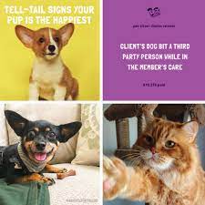 In the us alone, over 10 million pets are lost each year. Pet Sitters Associates Social Media Management On Behance