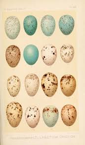 Catalogue Of The Collection Of Birds Eggs In The British Museum British Museum Natural History Department Of Zoology Birds Free Download Borrow And Bird Eggs British Museum Birds