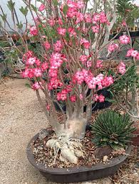 Image result for Erucastrum arabicum