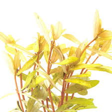 Image result for Nesaea cordata