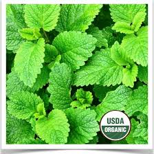 Image result for Melissa officinalis