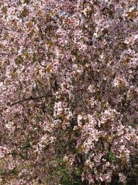 These gorgeous trees usher in the new season around the world, but have you ever wondered why cherry blossom trees are so popular and widespread? Cherry Blossom In Apirl Picture Of Olbrich Botanical Gardens Madison Tripadvisor