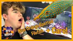 The orangespotted filefish is a different species and refers to cantherhines pullus. New Orange Spotted Filefish Care Youtube