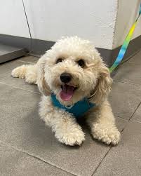 Alejandrino Animal Hospital