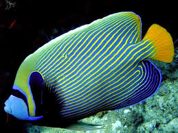 Check spelling or type a new query. 17 Jenis Ikan Hias Air Laut Yang Mudah Dipelihara Ikanesia Id