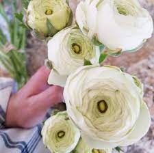 Our First Bundle Of The Success Hanoi Ranunculus Perfectly Formed Large White Ranunculus That Are Perfect For Every White Ranunculus Ranunculus Flower Farm