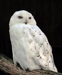 Snowy Owl Wikipedia