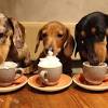 Hemp dog treat cbd doggy treats easy dog treat recipe bakery near me. Https Encrypted Tbn0 Gstatic Com Images Q Tbn And9gcsmzyjs4q0kkpgygfeikoqlfckmu Uwtc7gnbxrqyg Usqp Cau