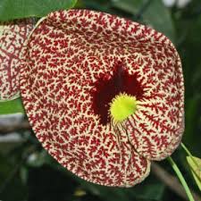 Image result for Aristolochia ringens