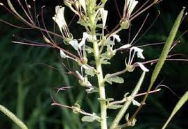 She grows traditional vegetables like black nightshade popularly referred to as managu or sucha, amaranths (terere) and spider plant (saga/saget). Spider Plant Infonet Biovision Home