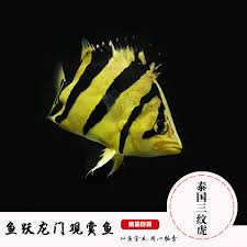 Check spelling or type a new query. æ³°åŒ—è™Žé±¼ ç»†çº¹è™Žé±¼ åŒ—éƒ¨æ³°å›½è™Žé±¼ ä¼ªæ³°å›½è™Žé±¼ æ›¼è°·æ‹Ÿæ¾é²·ç™¾ç§'å›¾ç‰‡ é¥²å…»ç¹æ®– é›Œé›„é‰´åˆ« Sbike