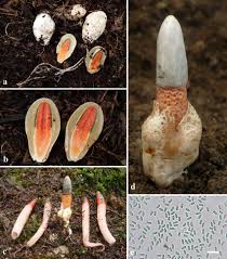 Image result for Mutinus caninus