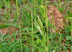 Image result for Daknopholis