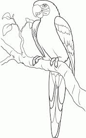 Pagina Para Colorear De Loros Para Ninos Para Ninos Colorfiles Poppages Kreative Papagei Zeichnung Malvorlagen Ausmalbilder Papagei