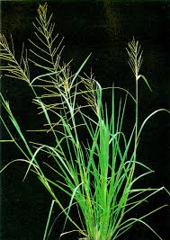 Image result for Lipocarpha chinensis