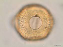 Image result for Aeschynomene elaphroxylon