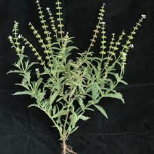 Image result for Syncolostemon elliottii