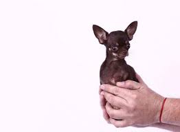 Guinness Dunya Rekorlari 2014 Guinness Chihuahua Porto Riko