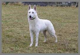 Jetzt auf quoka.de selbst kostenlos inserieren oder regionale angebote finden. Standard Weisser Schweizer Schaferhund Weisser Schaferhund Berger Blanc Suisse