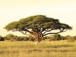 Animal Habitats For Kids African Plains African Plants Grassland Habitat
