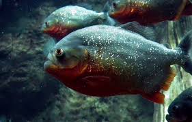 Piranha Facts Information With Pictures Video