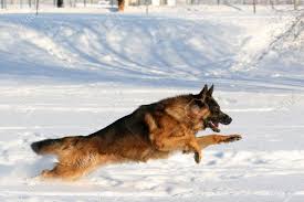 Check spelling or type a new query. Dog Of Breed A German Shepherd Running In Deep Snow Stock Photo Picture And Royalty Free Image Image 6266437