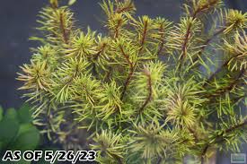 Image result for Rotala mexicana