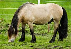 The yonaguni pony is one of eight horse breeds native to japan. Liste Von Pferderassen Wikiwand